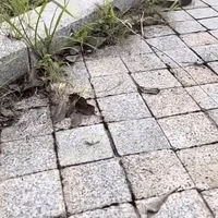 Multifunkcionalni čelični nastavak za trimer